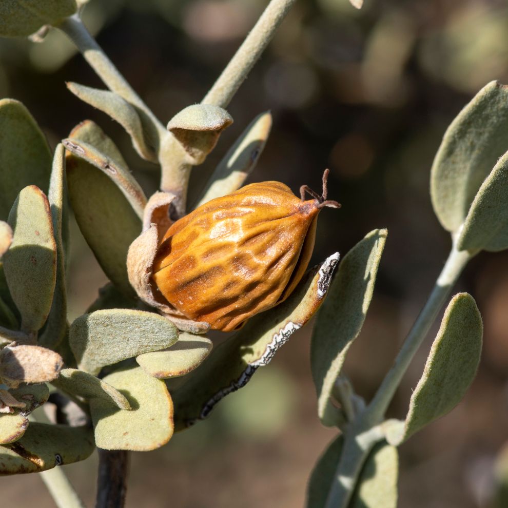 Jojoba Olie bio - Le Bon Sens