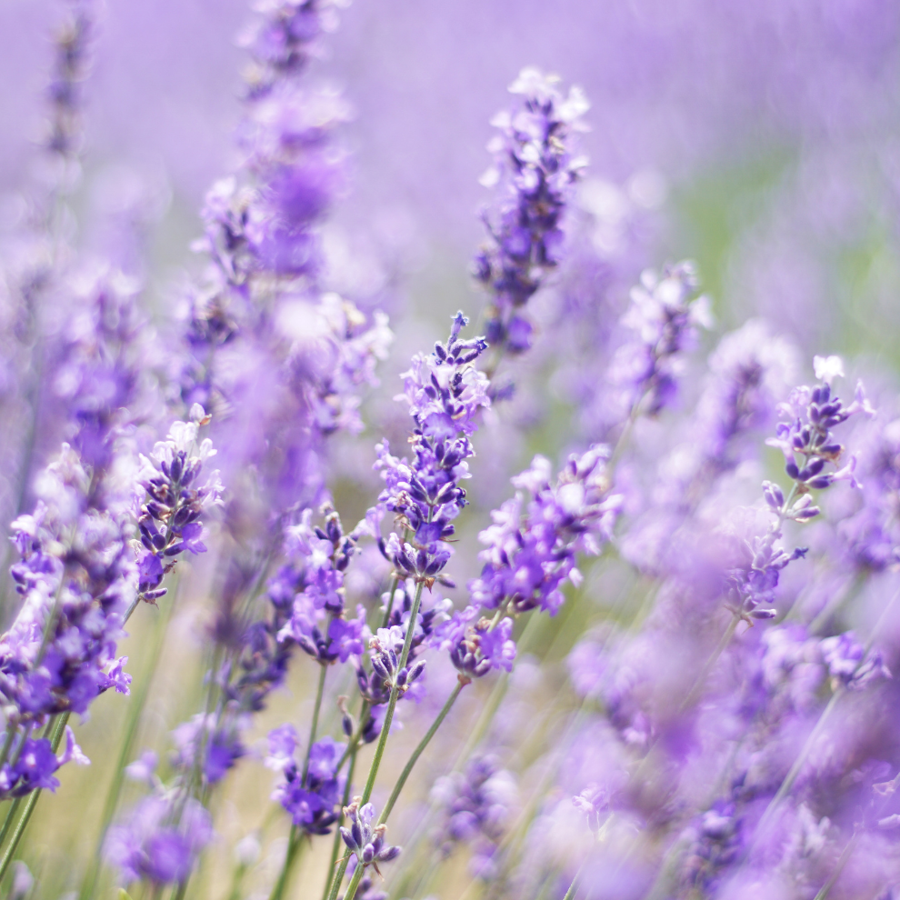 Jardin des Herbes - Vet haar bundel
