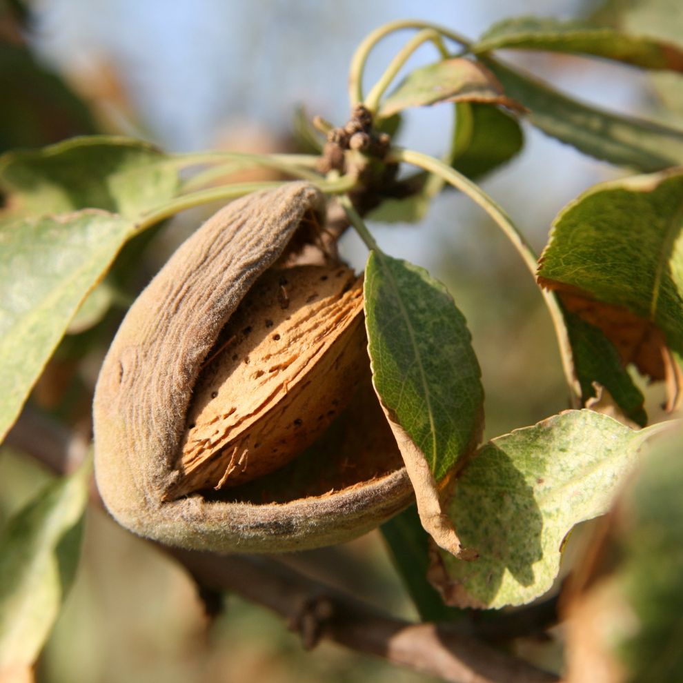 Biologische Zoete Amandelolie