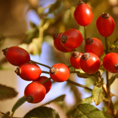 Rosehip Seed Oil